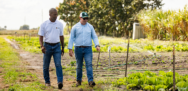 Green farmland and livestock representing U.S. Sugar's agricultural sweetener applications