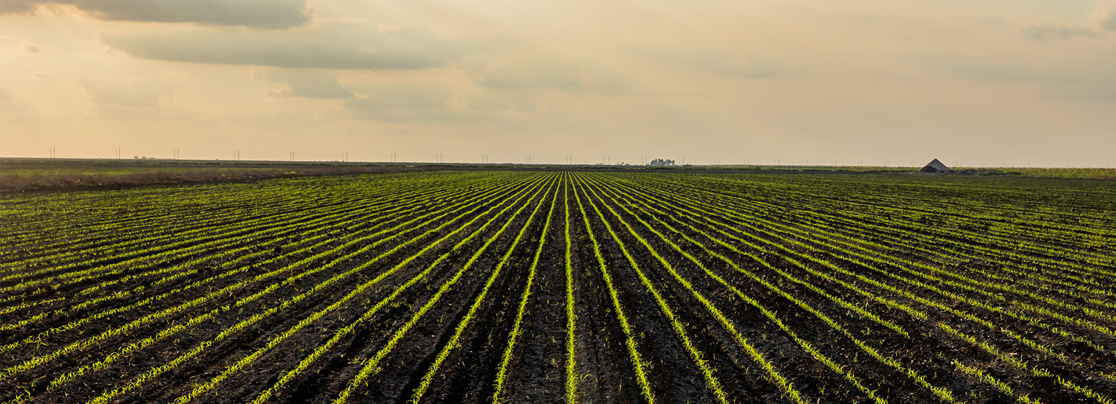 Wide-angle view of vast rows of young sugarcane seedlings growing in dark, rich soil under a dramatic overcast sky, representing the natural agricultural origins of U.S. Sugar's custom specialty cane sweeteners