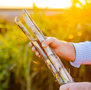 Freshly harvested sugarcane stalks held in hand, representing U.S. Sugar’s raw agricultural ingredient.