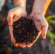 Rich soil held in hands, highlighting U.S. Sugar’s commitment to sustainable farming and land stewardship.