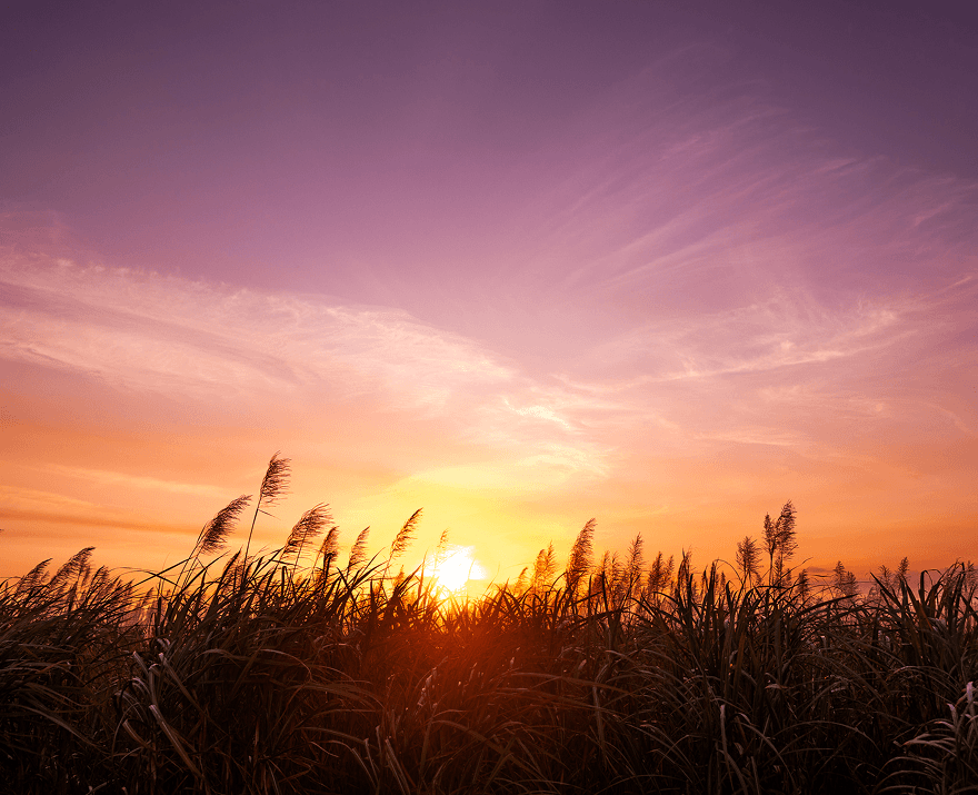 A warm sunset over a field of tall grass, with the sun low on the horizon casting golden light beneath a pink and purple sky.