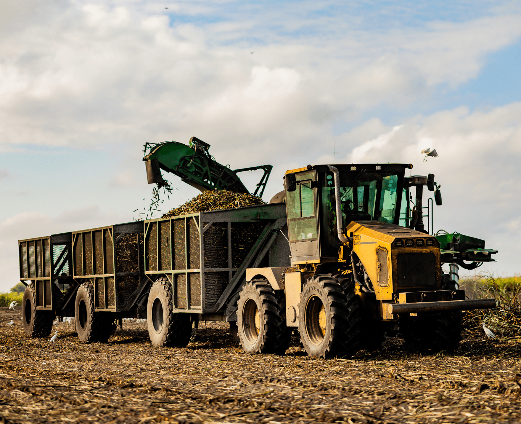 Sugarcane harvesting equipment collecting and loading freshly cut sugarcane in a U.S. Sugar field.