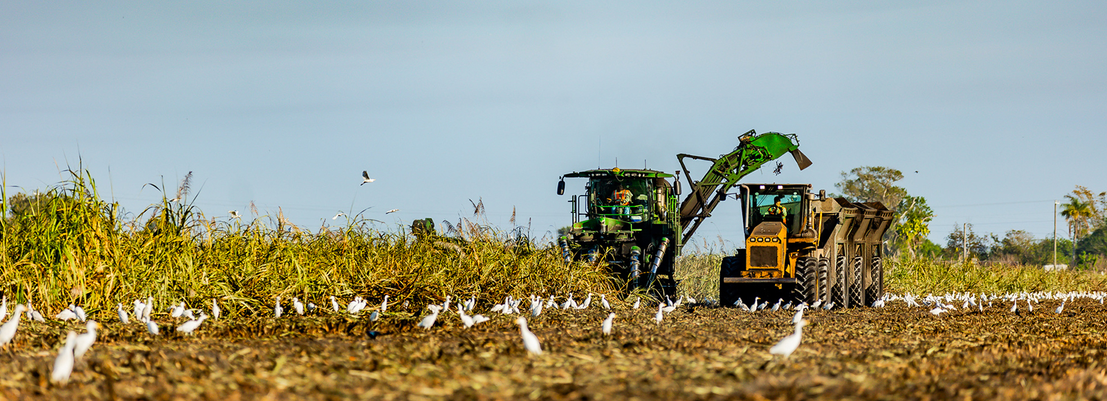 Sugarcane harvesting equipment working in a field, representing food, agricultural and industrial customers served by U.S. Sugar Specialty Products.